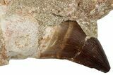 Fossil Mosasaur (Thalassotitan) Tooth in Jaw Section - Morocco #331245-2